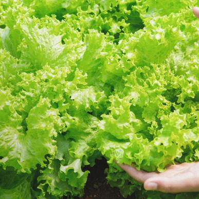 florette-predictive-model